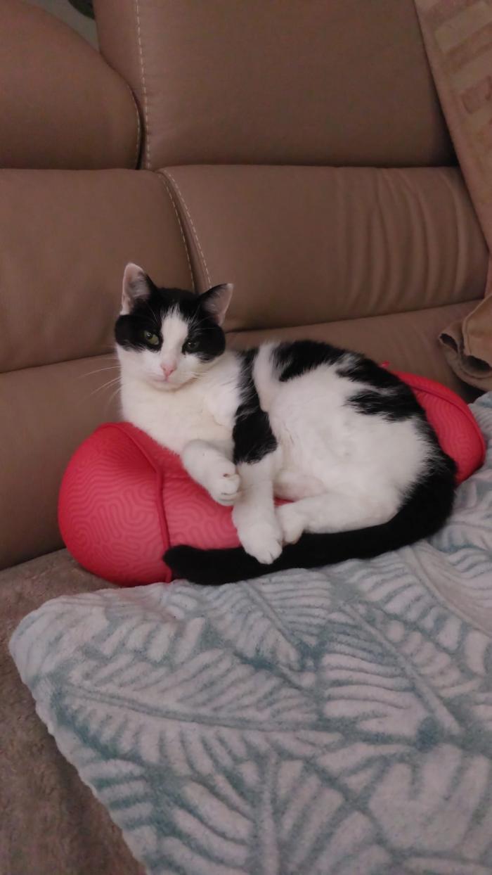 Home sitting Herblay-sur-Seine, France