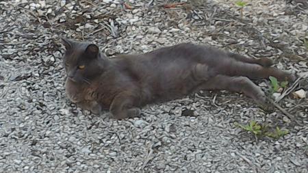house sitter, France, Les Avenières