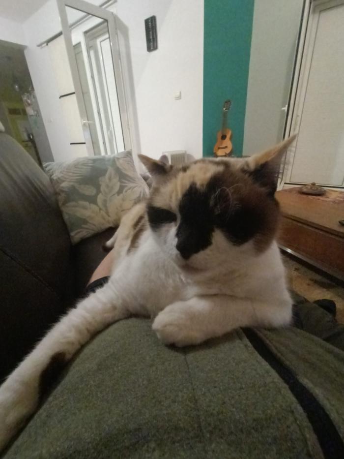 Home sitting Saline-les Hauts, Reunion