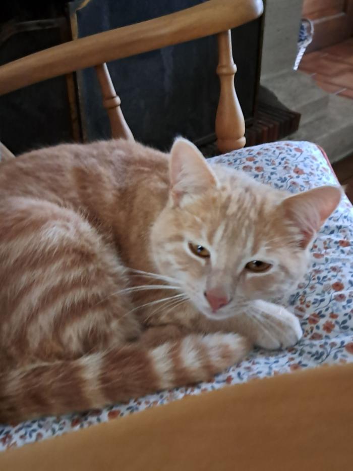house sitter, France, Compiègne