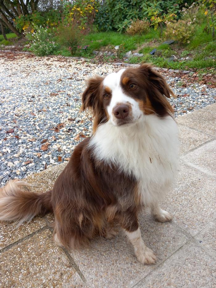 Home sitting Montauban, France