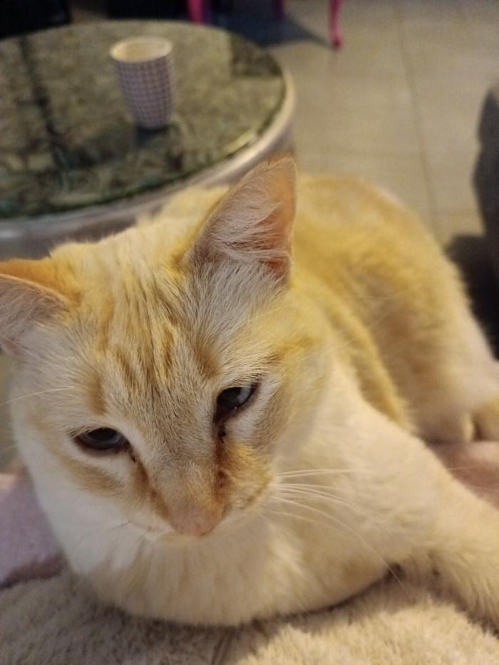 home sitting, France, Saint-Gildas-des-Bois