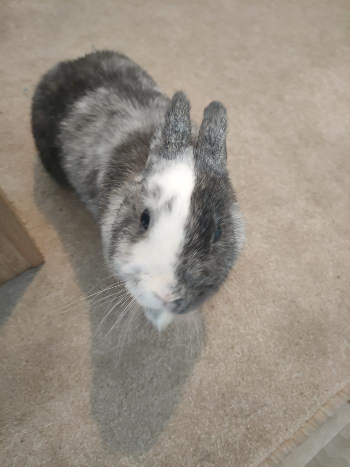 Home sitting Pantin, France