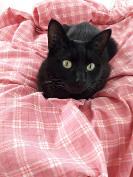 house sitter, France, Grenoble