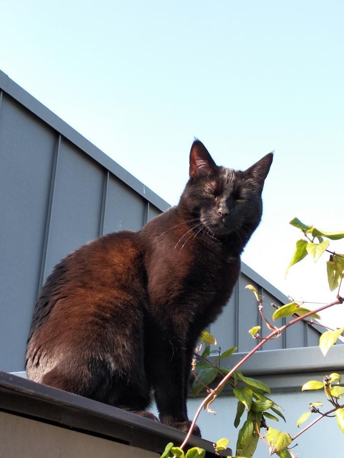 house sitter, France, Saint-Julien-en-Genevois