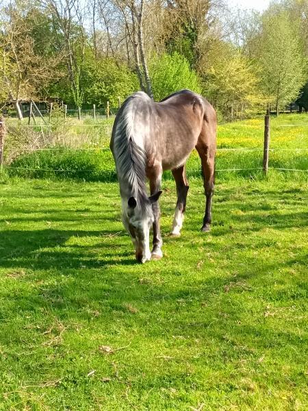 Home sitting Menetou-sur-Nahon, France