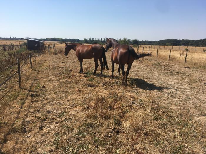 Home sitting Les Br&eacute;viaires, France