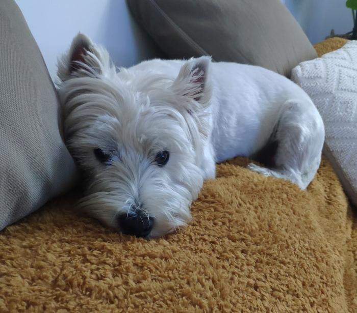 Home sitting Charly, France