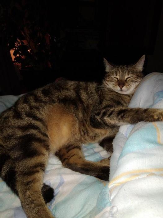 Home sitting Villeneuve-sur-Lot, France