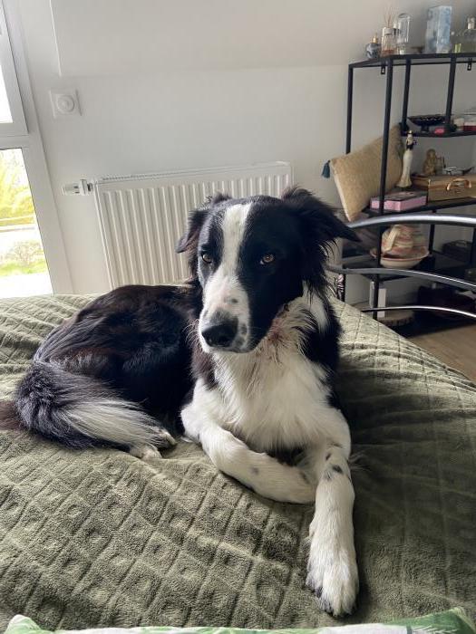 Home sitting Sarzeau, France