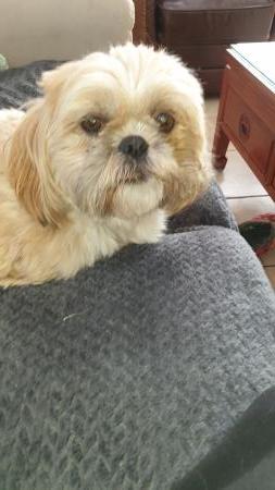 Home sitting Marennes, France