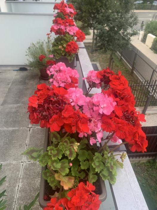 home sitting, France, Meudon-la-Forêt