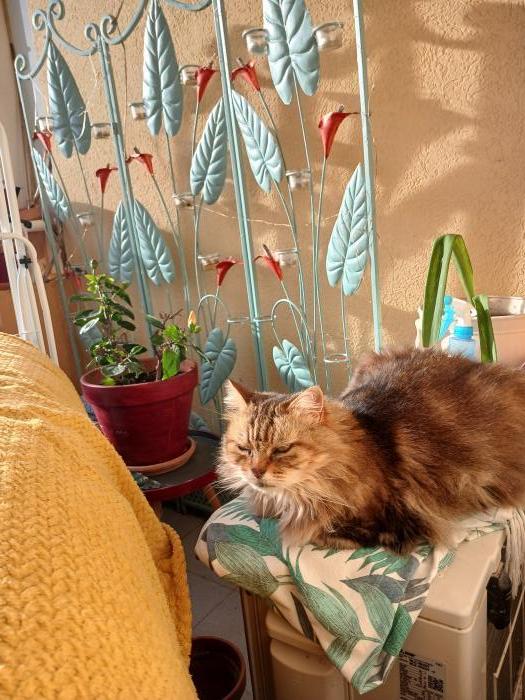 home sitting, France, Frontignan