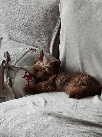 home sitting, France, Chaillevette
