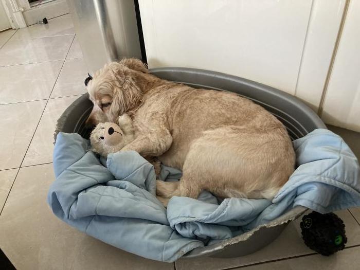 home sitting, France, Faches-Thumesnil