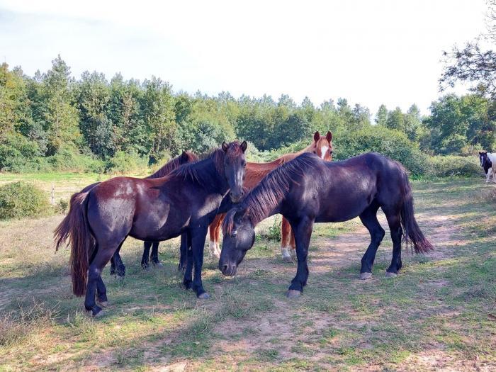 Home sitting Eauze, France