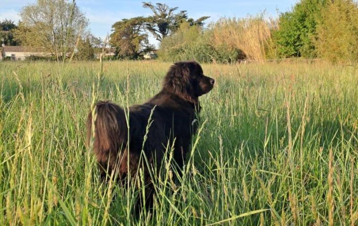 Home sitting Saint-Georges-d'Ol&eacute;ron, France