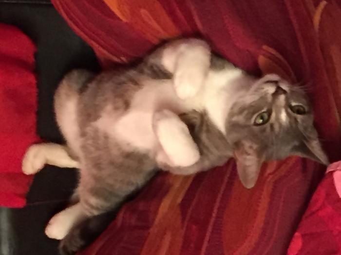 Home sitting Sainte-Reine, France