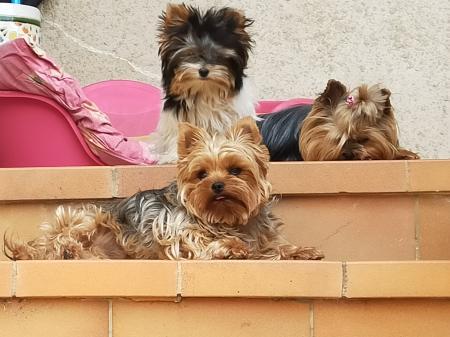 Home sitting Saint-Julien-les-Rosiers, France